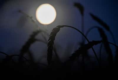 Image for Sovecon raises Russian wheat export forecast