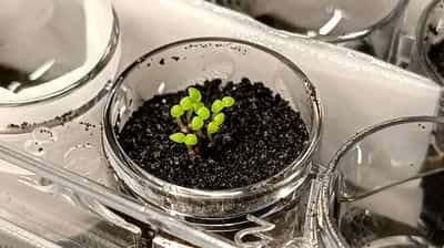 Image for Scientists show how to turn lunar soil fertile for agriculture