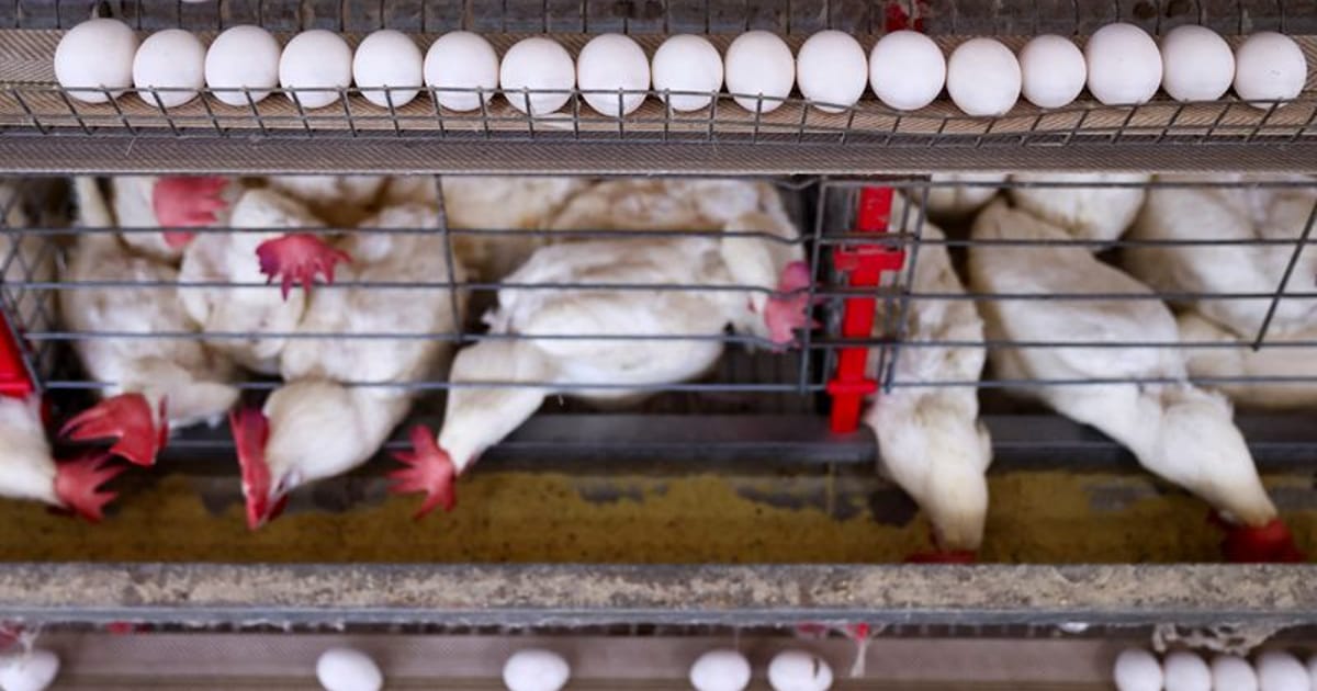EU to block Brazil animal product exports from September