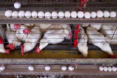 Image for EU to block Brazil animal product exports from September
