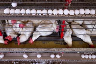 Image for EU to block Brazil animal product exports from September