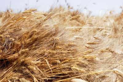 Image for Egypt cancels contracts for 240,000 T of stranded Ukrainian wheat -sources