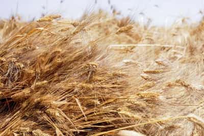 Image for Egypt cancels contracts for 240,000 T of stranded Ukrainian wheat -sources