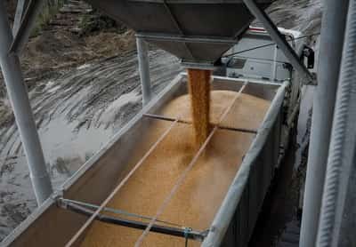 Image for Analysis-Ukrainian corn seed flows to Europe in further farm trade shift