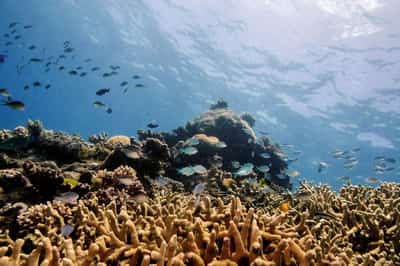 Image for Australia's Great Barrier Reef suffers record coral decline following mass bleaching