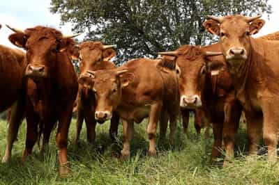 Image for Spain bans live cattle exports over lumpy skin disease outbreak