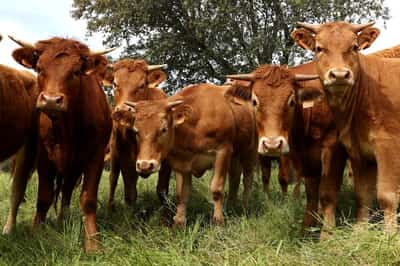 Image for Spain bans live cattle exports over lumpy skin disease outbreak