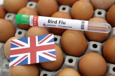 Image for UK confirms case of bird flu in poultry in northern England