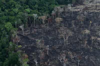 Image for Amazon deforestation rose 17% in &#8216;dire&#8217; 2020, data shows