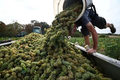 Image for French wine exporters say Trump's latest tariff threat is bad news