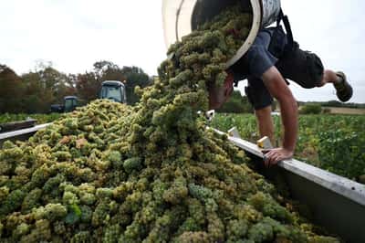 Image for French wine exporters say Trump's latest tariff threat is bad news