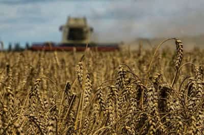 Image for Ukraine expects biggest convoy of ships to load since grain export deal