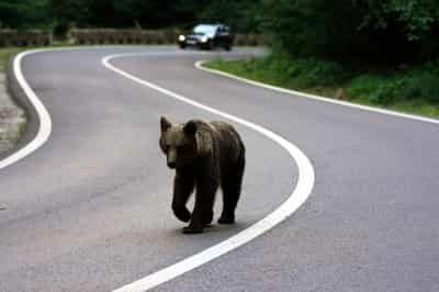 Image for Romania expands bear cull, critics say enforcement gaps persist