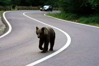 Image for Romania expands bear cull, critics say enforcement gaps persist