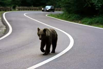 Image for Romania expands bear cull, critics say enforcement gaps persist