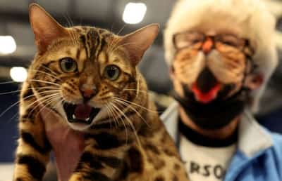 Image for UK watchdog proposes sweeping reforms of $8 billion vet sector