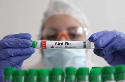 Image for France kicks off bird flu vaccination despite trade backlash risk