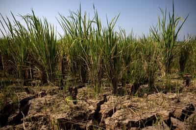 Image for Strong El Niño could push 49 million more people into acute hunger, UN agency says