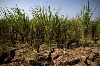 Image for Strong El Niño could push 49 million more people into acute hunger, UN agency says