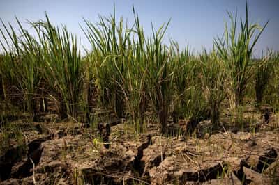 Image for Strong El Niño could push 49 million more people into acute hunger, UN agency says