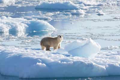 Image for Iceland sees security risk, existential threat in Atlantic Ocean current's possible collapse
