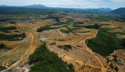 Image for EU seeks deal on law preventing import of deforestation-linked goods