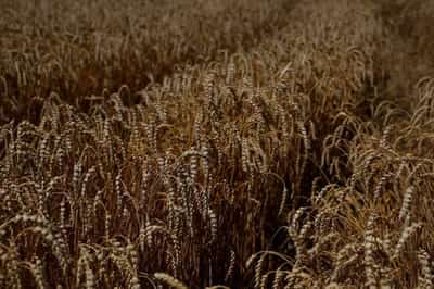 Image for Ukraine grain export coordination centre opens in Istanbul