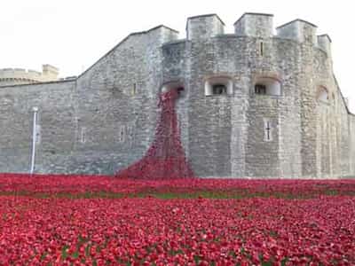 Image for FINAL POPPY PLANTED TO MARK ARMISTICE DAY
