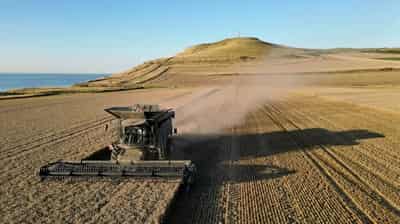 Image for IGC cuts global wheat crop outlook on poor EU harvest