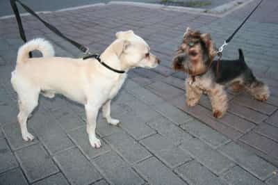 Image for How much…? Two thirds of dog owners caught out by unexpected costs