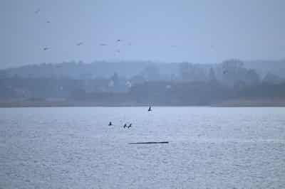 Image for Humpback whale 'Timmy' struggles to escape shallow waters off Germany