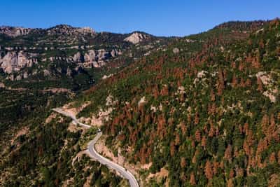 Image for Greek fir forests dying as heat peaks and snow cover wanes