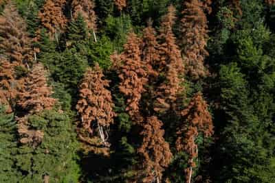Image for EU climate goals at risk as ailing forests absorb less CO2, scientists say