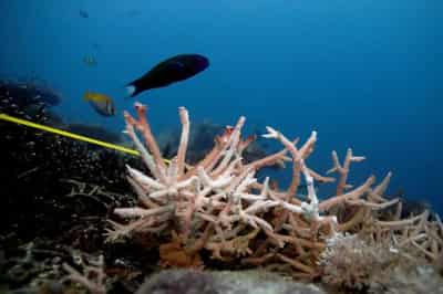 Image for Oceans are hotter, higher and more acidic, climate report warns