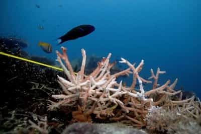 Image for Oceans are hotter, higher and more acidic, climate report warns