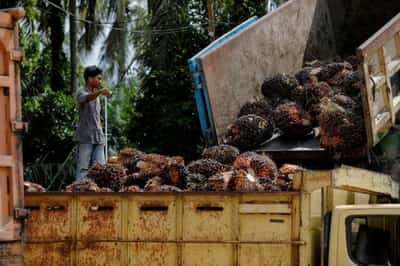 Image for Indonesia’s palm oil export ban seen short-lived on limited storage
