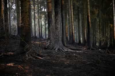 Image for Climate damage: the next hit to Europe's public finances