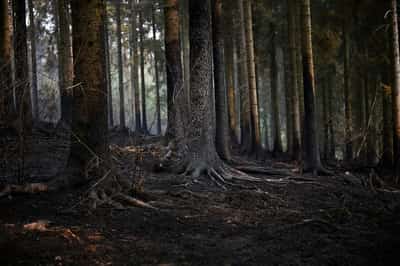 Image for Analysis-Climate damage: the next hit to Europe's public finances