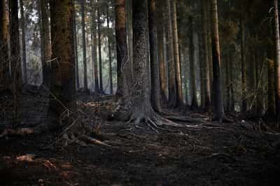 Image for Analysis-Climate damage: the next hit to Europe's public finances