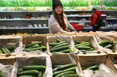 Image for In Russia, the humble cucumber becomes latest symbol of rising wartime prices