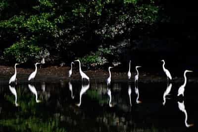 Image for Netherlands pledges $500 million to protect tropical forests