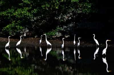 Image for Netherlands pledges $500 million to protect tropical forests