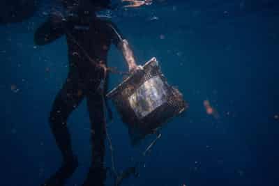 Image for Mussels reveal growing microplastic pollution in Greece's prized seas