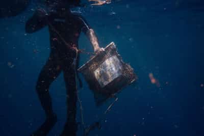 Image for Mussels reveal growing microplastic pollution in Greece's prized seas
