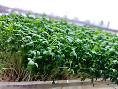 Image for Veganism Boom Led to $1.2 million seed funding growth for High-Tech Garden Startup