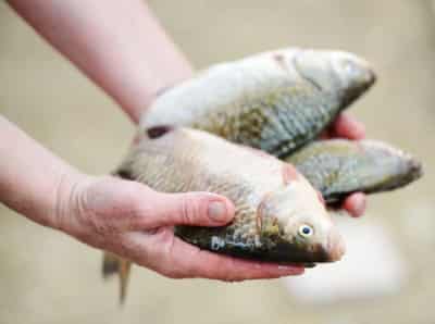 Image for Aquaculture’s future profitability is at stake