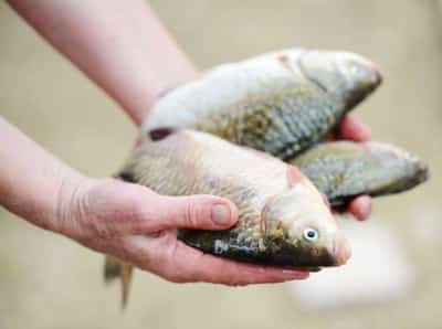 Image for Aquaculture’s future profitability is at stake