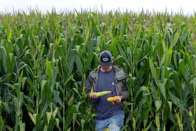 Image for Analysis-Asia's pledge to boost US farm imports may redraw trade flows