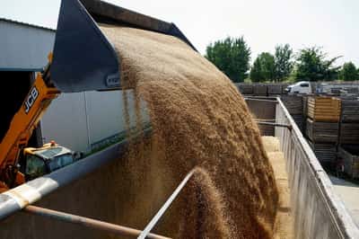 Image for World food prices near four-year high in September, UN says