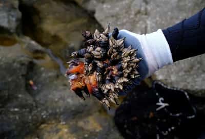 Image for The barnacle, Spaniards’ favourite Christmas dish, imperilled by climate change